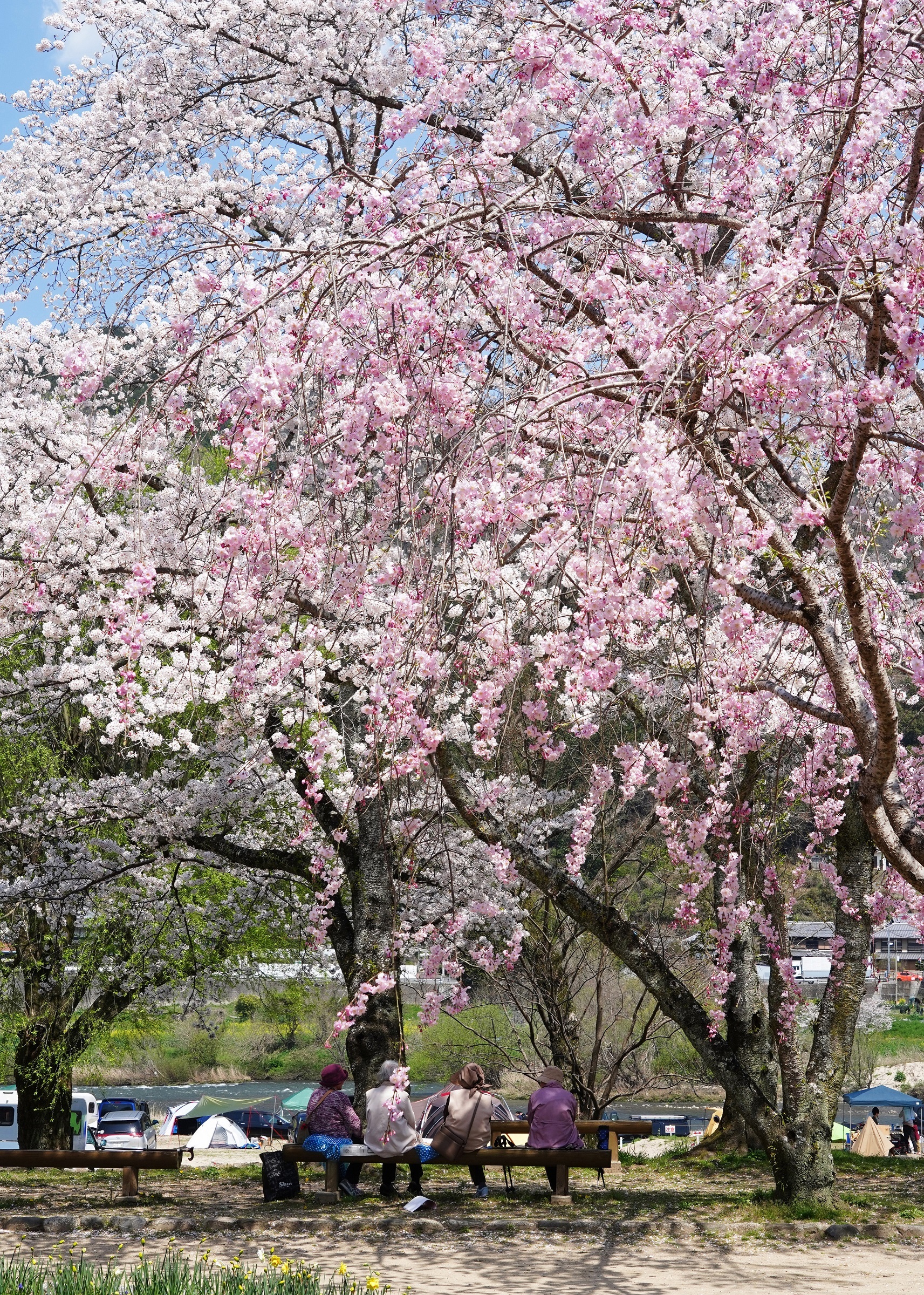 題名：「桜の木の下で」