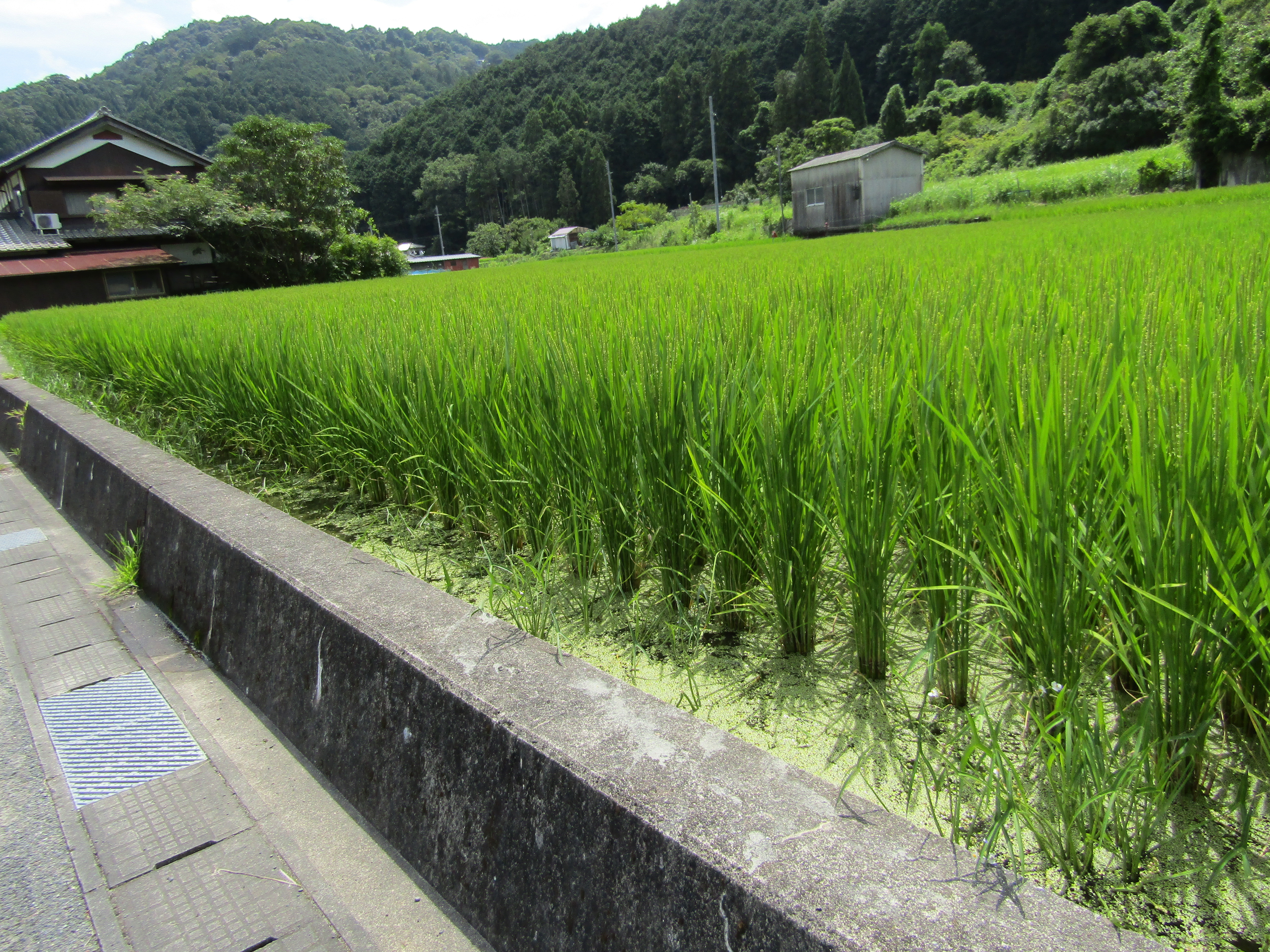 南笠置の田園風景