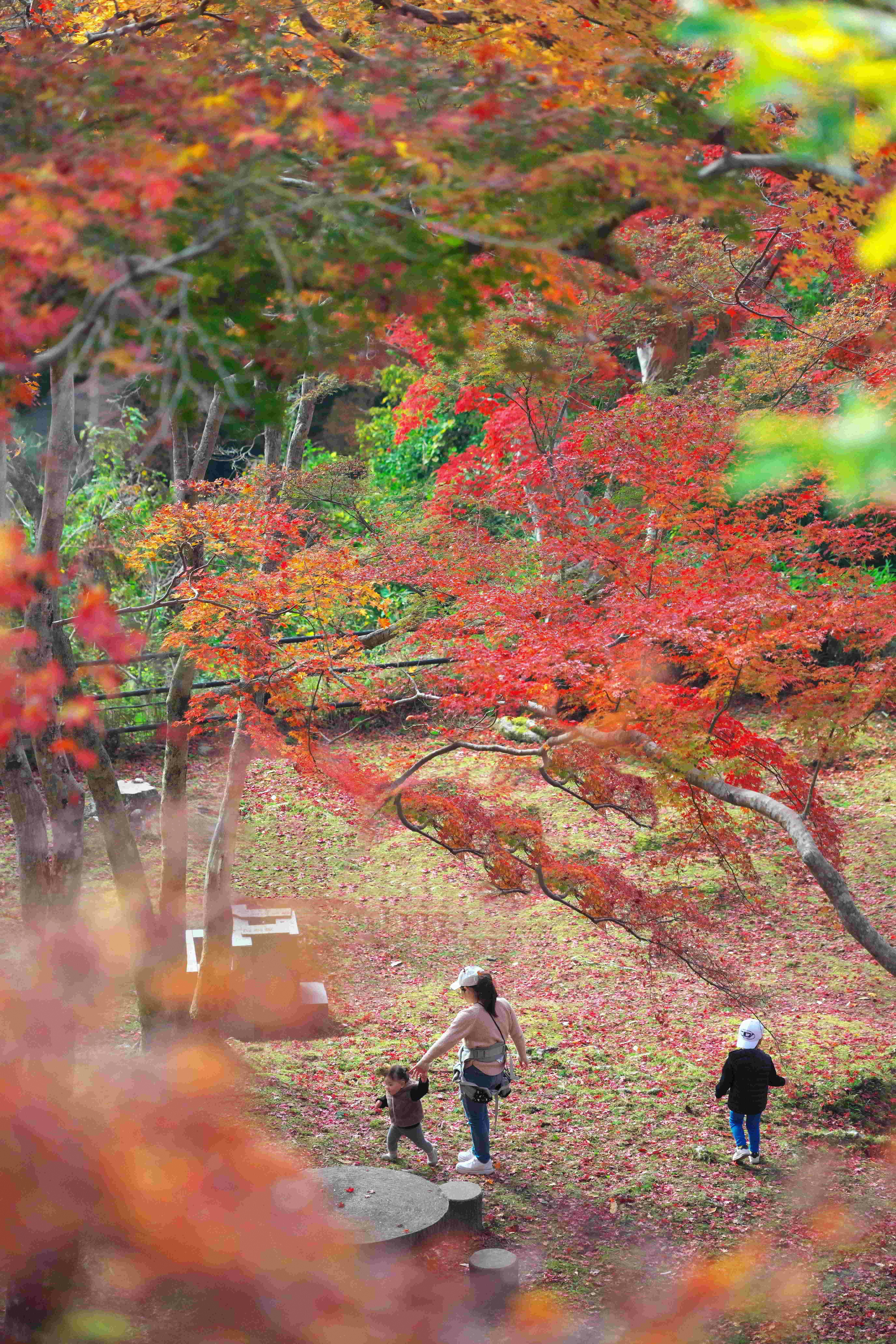 題名：紅葉の中の散策
