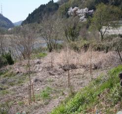木津川右岸