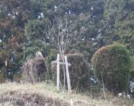 北部墓地周辺