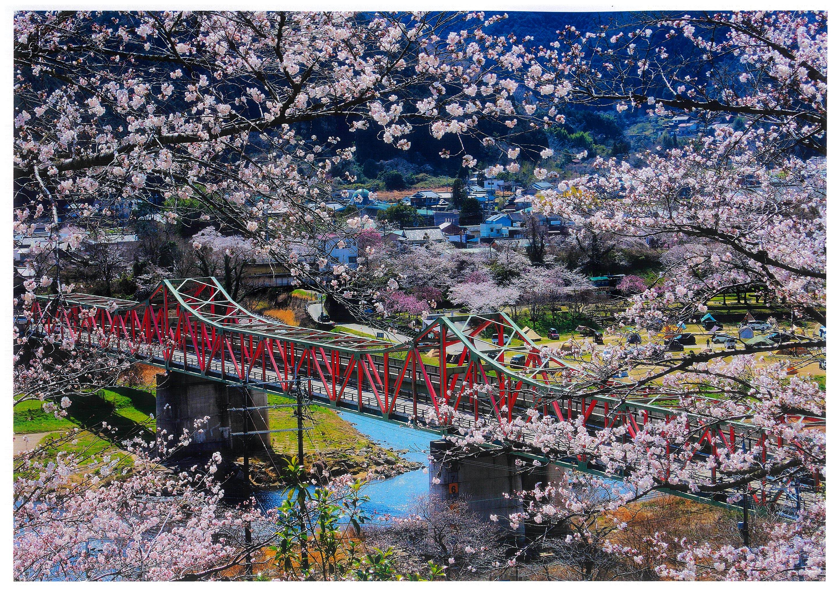 題名：桜便り 笠置大橋を望んで